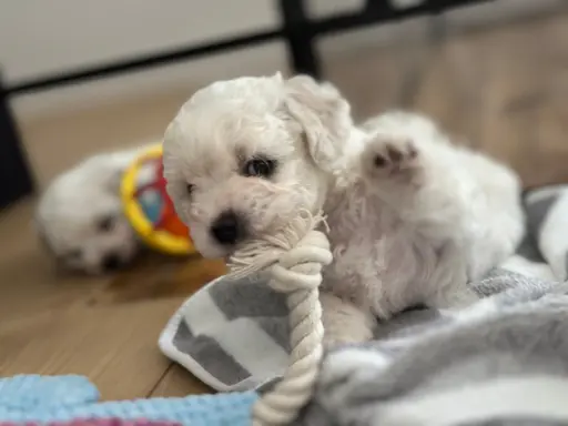 Bichon Frise –szczenięta z hodowli Seaside Angels(FCI) 4