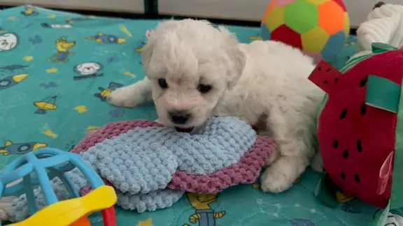 Bichon Frise –szczenięta z hodowli Seaside Angels(FCI) 5