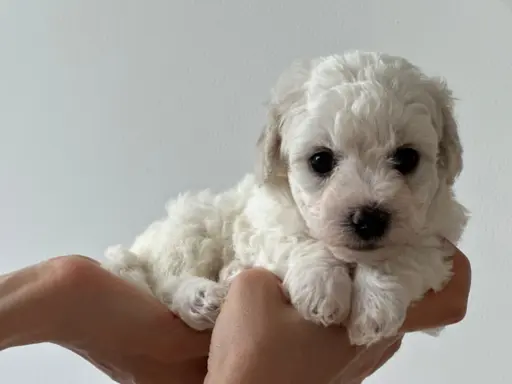 Bichon Frise –szczenięta z hodowli Seaside Angels(FCI) 6