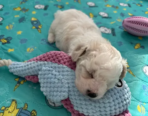 Bichon Frise –szczenięta z hodowli Seaside Angels(FCI) 7