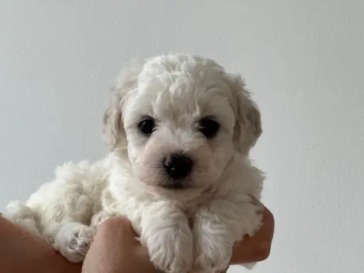 Bichon Frise –szczenięta z hodowli Seaside Angels(FCI) 8