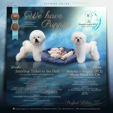 Bichon Frise –szczenięta z hodowli Seaside Angels(FCI) 1