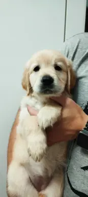 Szczeniaki golden retriever 10
