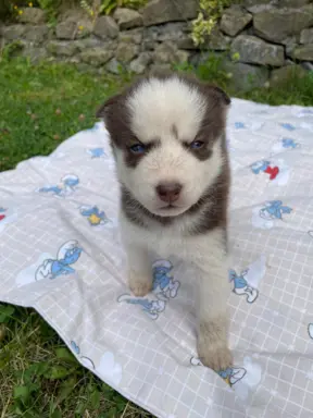 Szczeniaki Husky Syberyjski 1