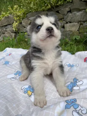 Szczeniaki Husky Syberyjski 2