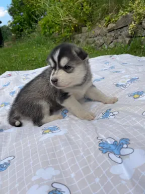 Szczeniaki Husky Syberyjski 3