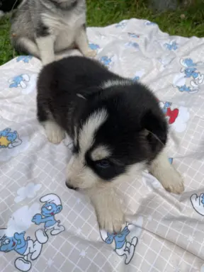 Szczeniaki Husky Syberyjski 5