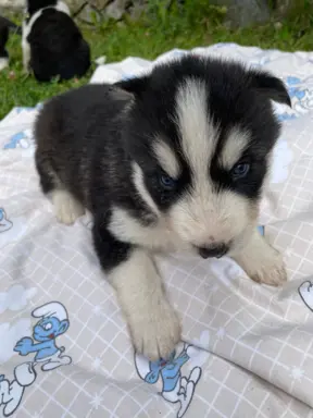 Szczeniaki Husky Syberyjski 8