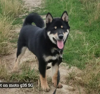 Czteromiesięczny, ostatni z miotu, czarny podpalany piesek 5