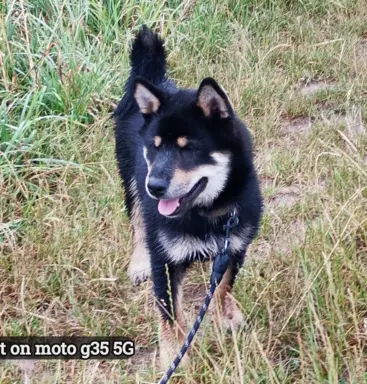 Czteromiesięczny, ostatni z miotu, czarny podpalany piesek 6