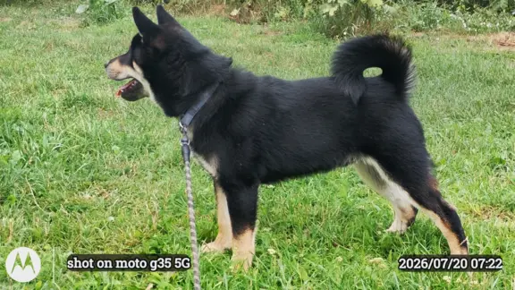Czteromiesięczny, ostatni z miotu, czarny podpalany piesek 7