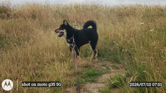 Czteromiesięczny, ostatni z miotu, czarny podpalany piesek 9