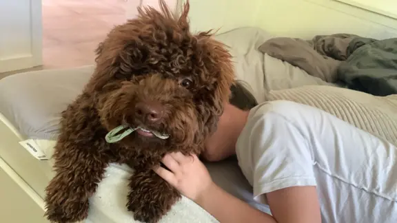 Wyjątkowy szczeniak Lagotto - nieliniejący DOGOTERAPIA ZKwP 1