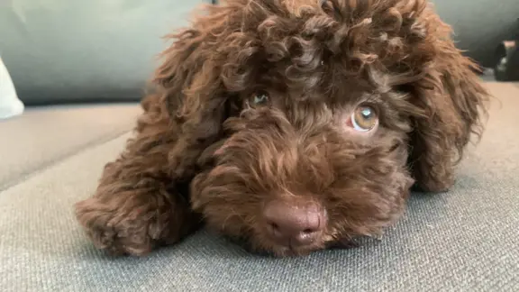 Wyjątkowy szczeniak Lagotto - nieliniejący DOGOTERAPIA ZKwP 2