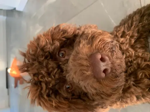 Wyjątkowy szczeniak Lagotto - nieliniejący DOGOTERAPIA ZKwP 3
