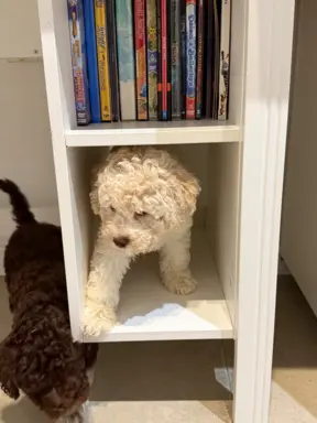 Wyjątkowy szczeniak Lagotto - nieliniejący DOGOTERAPIA ZKwP 4
