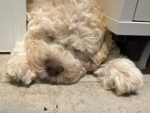 Wyjątkowy szczeniak Lagotto - nieliniejący DOGOTERAPIA ZKwP 5
