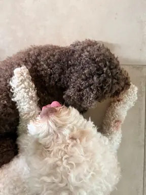 Wyjątkowy szczeniak Lagotto - nieliniejący DOGOTERAPIA ZKwP 7