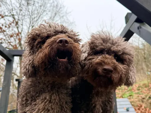 Wyjątkowy szczeniak Lagotto - nieliniejący DOGOTERAPIA ZKwP 8