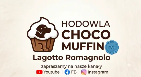 Wyjątkowy szczeniak Lagotto - nieliniejący DOGOTERAPIA ZKwP 10