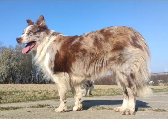 Wspaniała suczka blue-merle BORDER COLLIE - przebadani rodz, 5