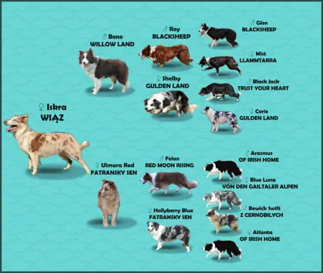 Wspaniała suczka blue-merle BORDER COLLIE - przebadani rodz, 7