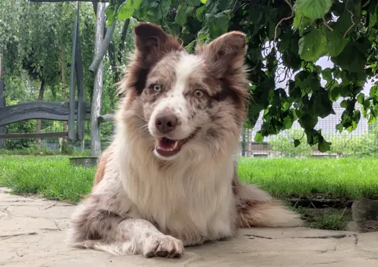 Wspaniała suczka blue-merle BORDER COLLIE - przebadani rodz, 8