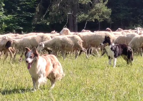 Wspaniała suczka blue-merle BORDER COLLIE - przebadani rodz, 9