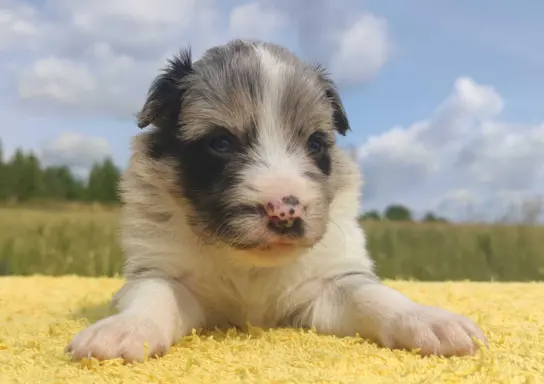 Wspaniała suczka blue-merle BORDER COLLIE - przebadani rodz, 3