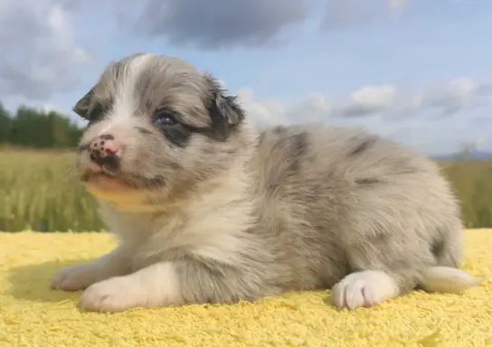 Wspaniała suczka blue-merle BORDER COLLIE - przebadani rodz, 1