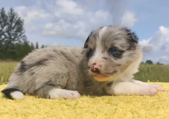 Wspaniała suczka blue-merle BORDER COLLIE - przebadani rodz, 2