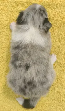 Wspaniała suczka blue-merle BORDER COLLIE - przebadani rodz, 4