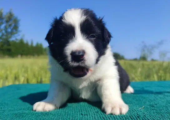 Border Collie - przebadani sprawdzeni rodzice, piękne szczen 1