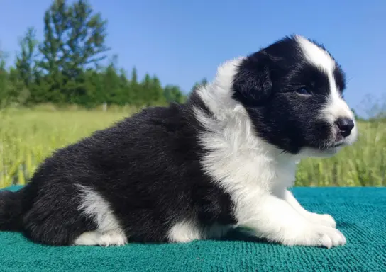 Border Collie - przebadani sprawdzeni rodzice, piękne szczen 3