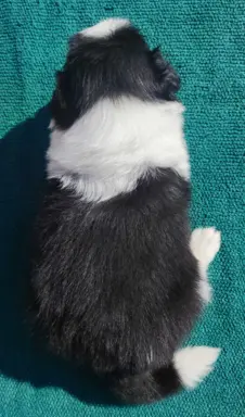 Border Collie - przebadani sprawdzeni rodzice, piękne szczen 4