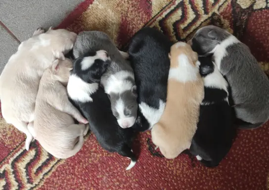 Border Collie - przebadani sprawdzeni rodzice, piękne szczen 7