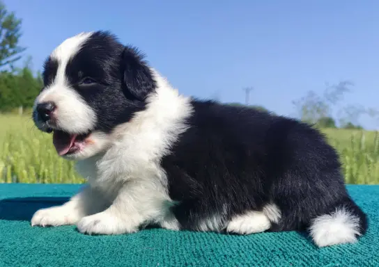 Border Collie - przebadani sprawdzeni rodzice, piękne szczen 8