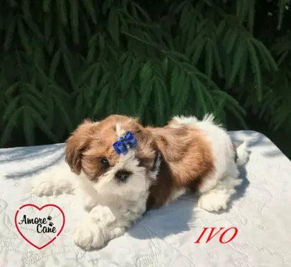 Przepiękny słodziak shih tzu IVO. 3