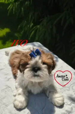 Przepiękny słodziak shih tzu IVO. 4