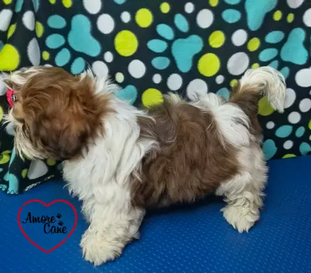 Przepiękny słodziak shih tzu IVO. 5