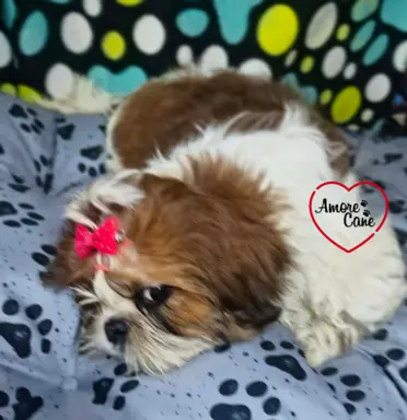 Przepiękny słodziak shih tzu IVO. 6