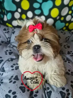 Przepiękny słodziak shih tzu IVO. 7