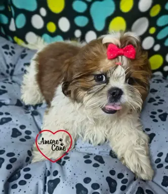 Przepiękny słodziak shih tzu IVO. 8