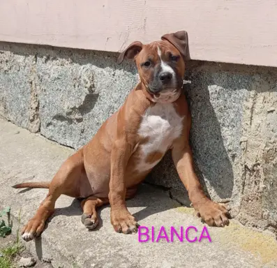 American Staffordshire Terrier 1