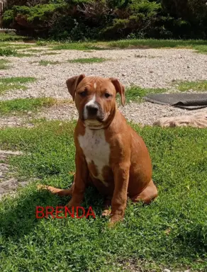 American Staffordshire Terrier 2