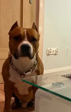 American Staffordshire Terrier 3
