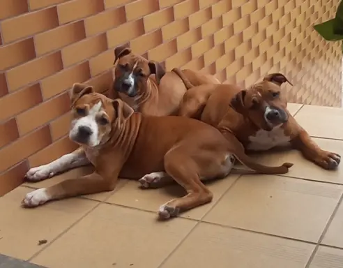 American Staffordshire Terrier 4
