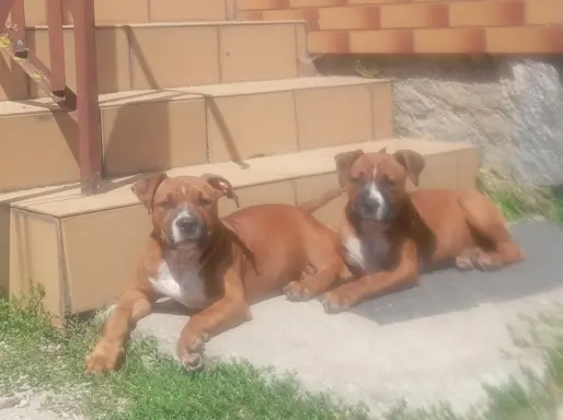 American Staffordshire Terrier 5