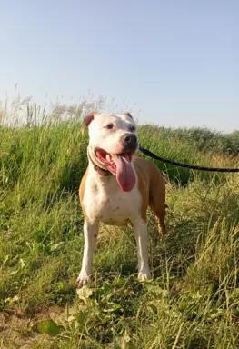 American Staffordshire Terrier 6