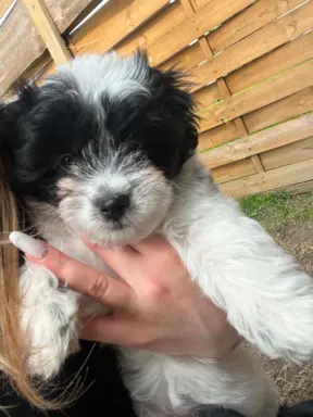 Wyjątkowe Maltipoo F1b 7